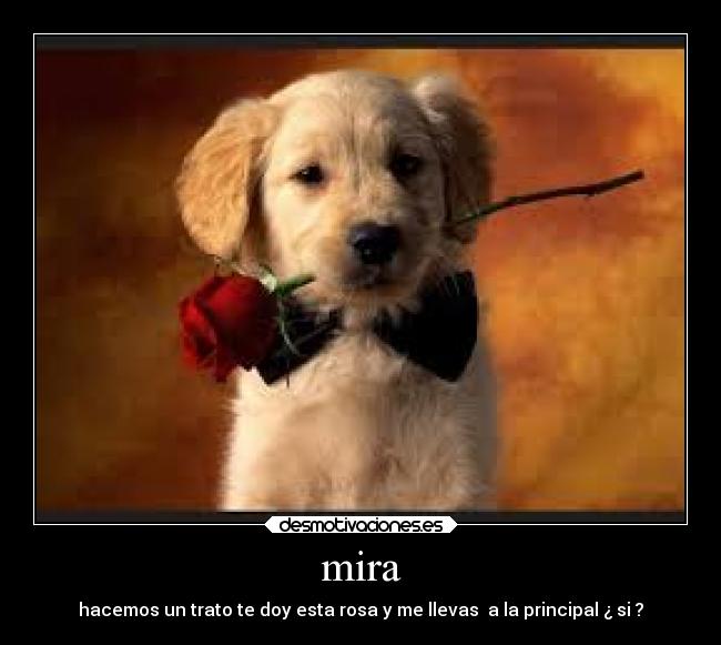 mira - hacemos un trato te doy esta rosa y me llevas  a la principal ¿ si ?