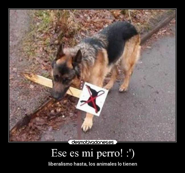 Ese es mi perro! :) - liberalismo hasta, los animales lo tienen