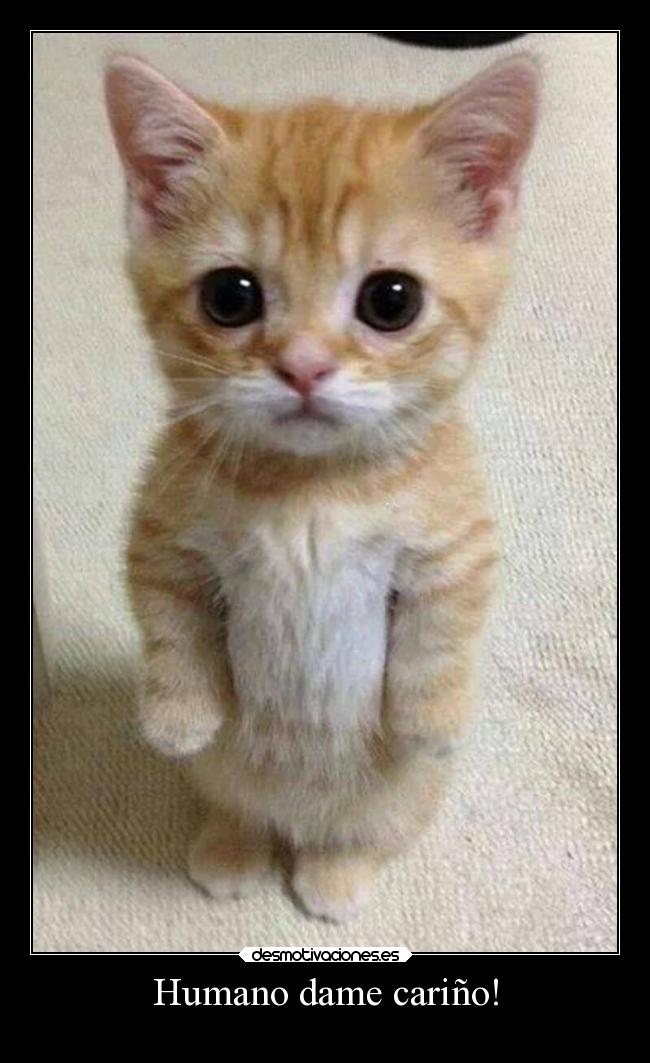 Humano dame cariño! -