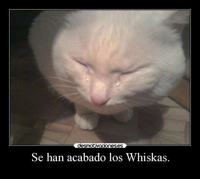 Se han acabado los Whiskas. - 