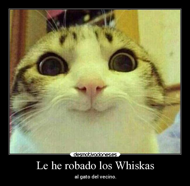 Le he robado los Whiskas - al gato del vecino.