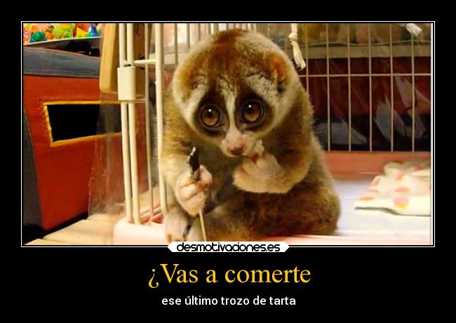 carteles animales lori perezoso comer tarta mono animal pajaroloco desmotivaciones