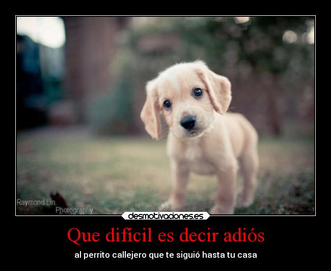 Que difícil es decir adiós - al perrito callejero que te siguió hasta tu casa