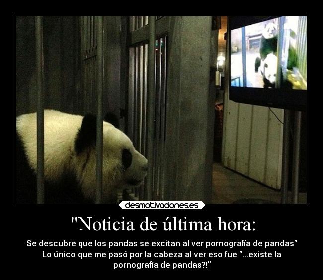 carteles animales pornografia pandas noticia real desmotivaciones