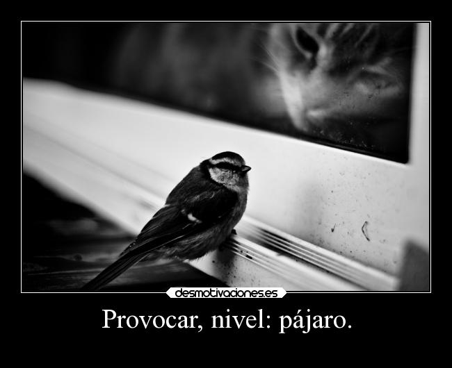 Provocar, nivel: pájaro. - 