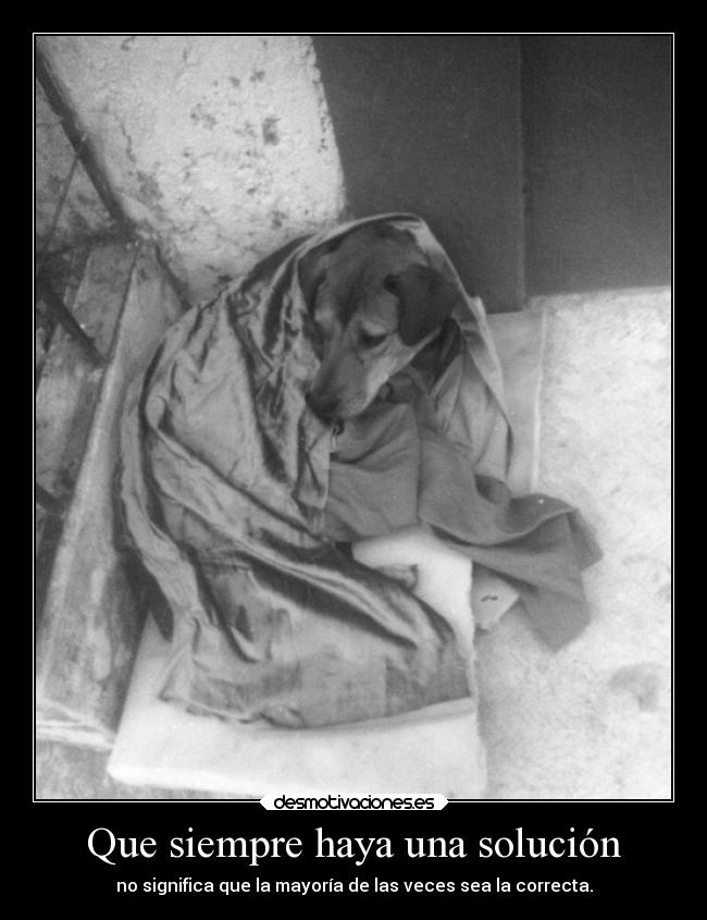 carteles animales responsable perro jodido jugete desmotivaciones