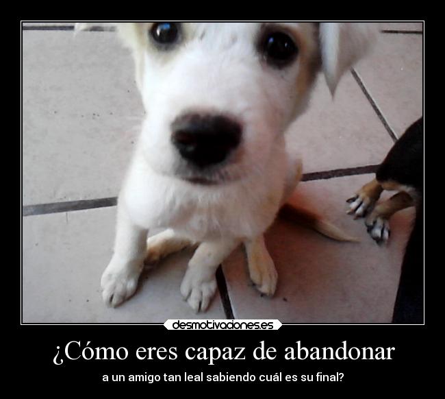 ¿Cómo eres capaz de abandonar -
