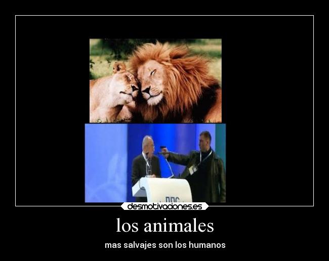 los animales -