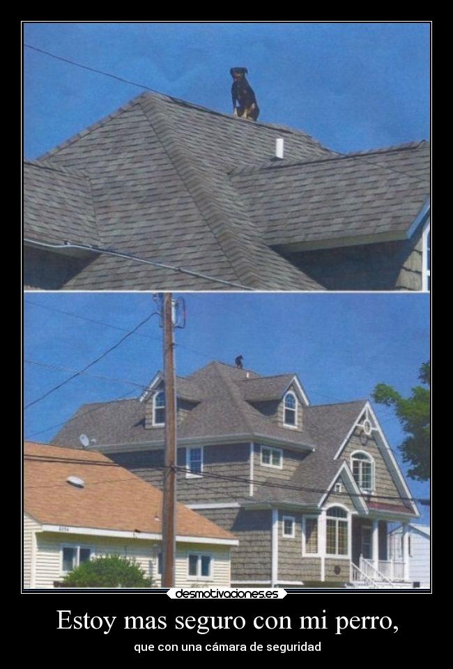 Estoy mas seguro con mi perro, -
