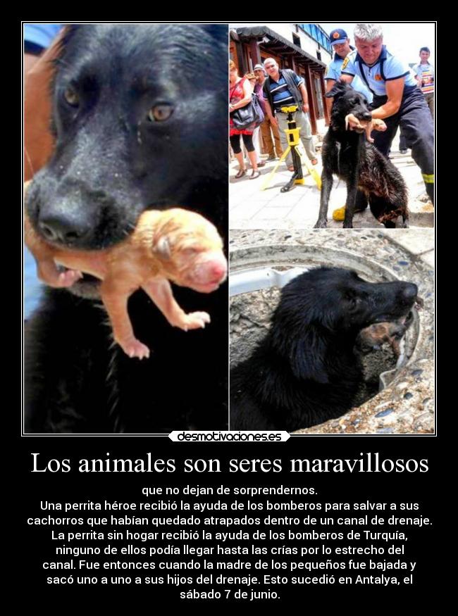 Los animales son seres maravillosos -