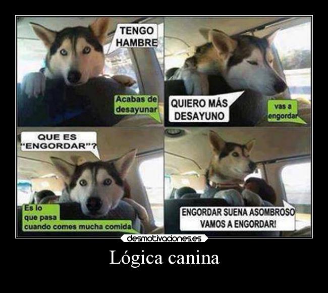 Lógica canina - 