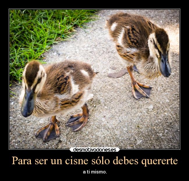Para ser un cisne sólo debes quererte - a ti mismo.