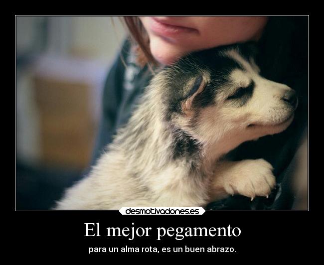 carteles ayuda dlkslkajd perro desmotivaciones