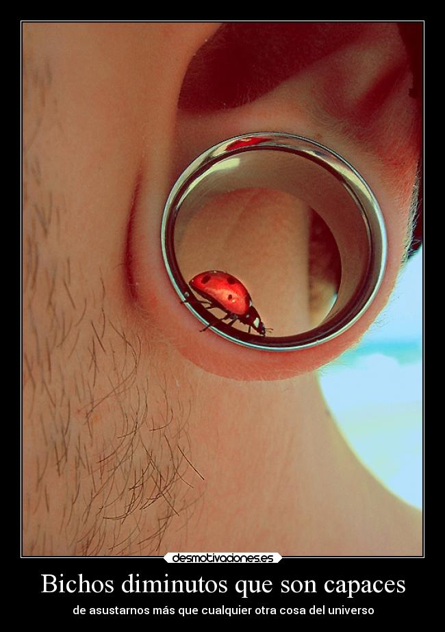 Bichos diminutos que son capaces - 