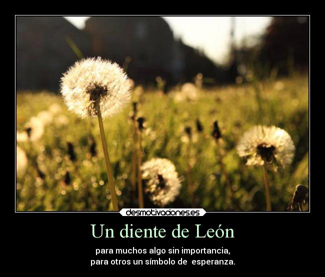 Un diente de León - para muchos algo sin importancia,
para otros un símbolo de esperanza.