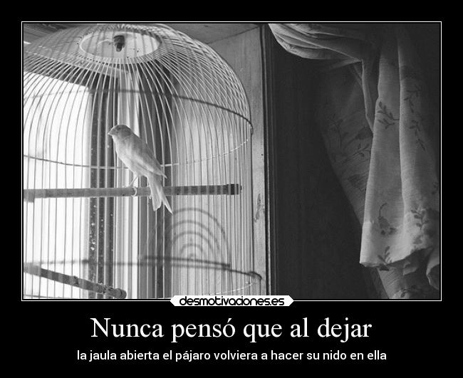 Nunca pensó que al dejar - la jaula abierta el pájaro volviera a hacer su nido en ella