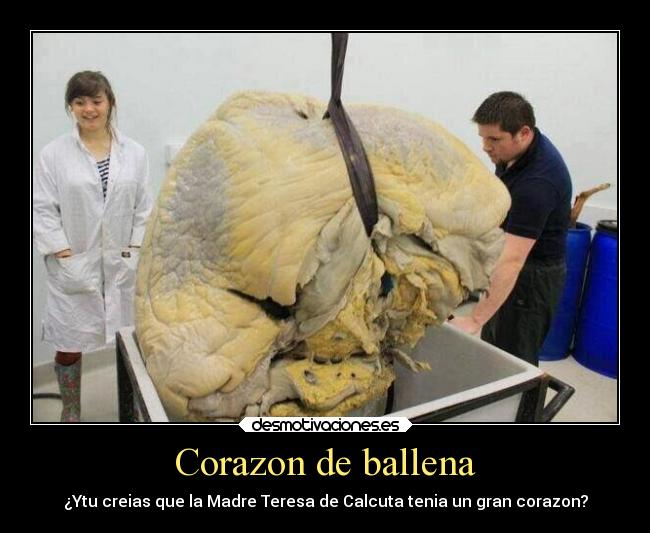 Corazon de ballena -
