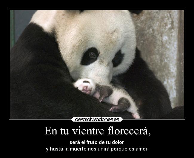 En tu vientre florecerá, - será el fruto de tu dolor 
y hasta la muerte nos unirá porque es amor.