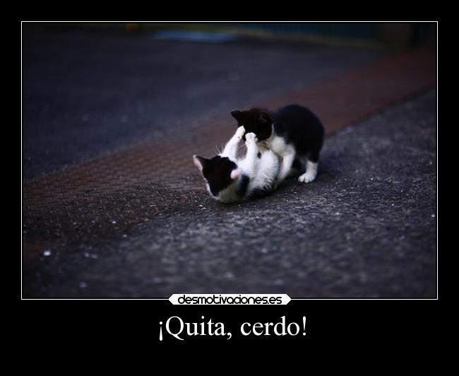 carteles desmotivaciones animales directionerloveforever gatitomonoso abusogatuno desmotivaciones