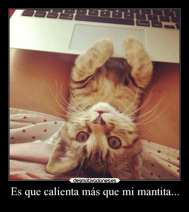 carteles desmotivaciones directionerloveforever gatito monoso desmotivaciones