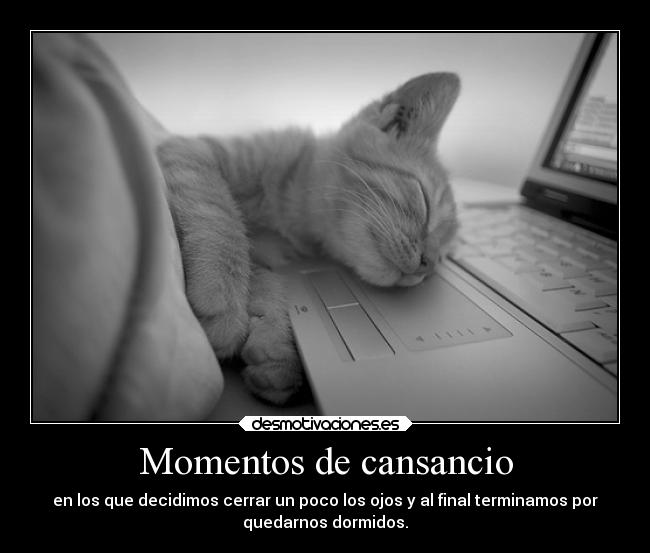 carteles desmotivaciones directionerloveforever gatitomonoso catstime desmotivaciones