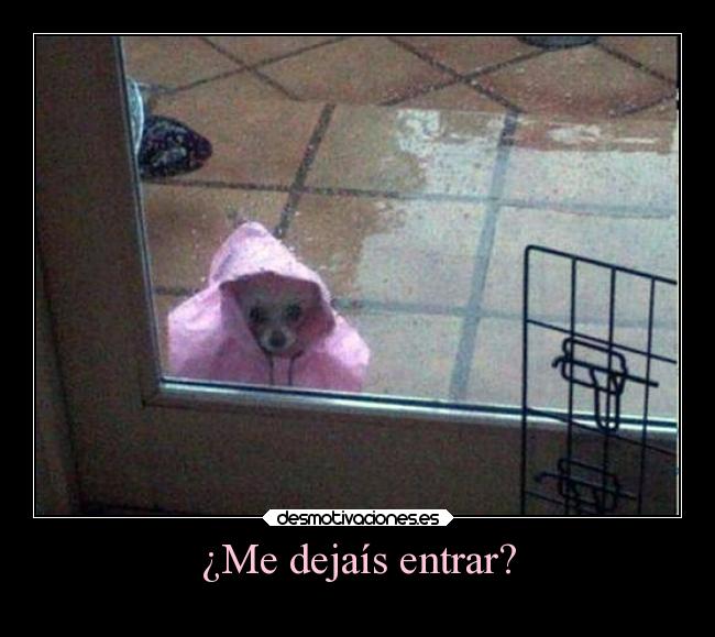 ¿Me dejaís entrar? - 