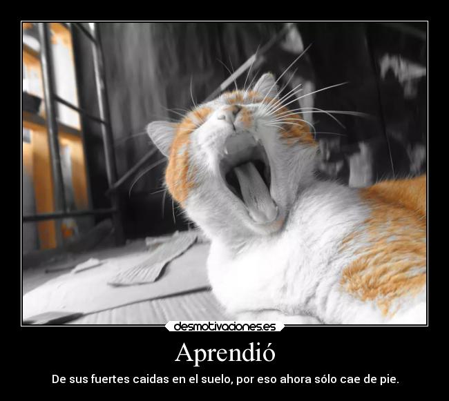 Aprendió - De sus fuertes caidas en el suelo, por eso ahora sólo cae de pie.