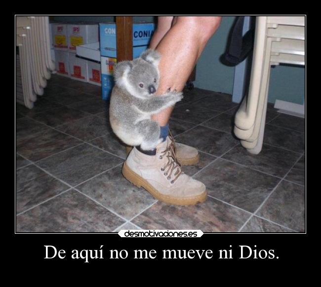 carteles dios humor dios koala motivadoradesmotivadora16 aqui mueve desmotivaciones