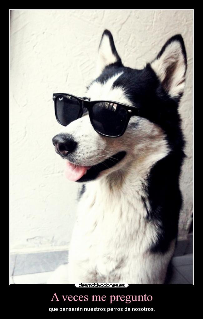 A veces me pregunto - que pensarán nuestros perros de nosotros.