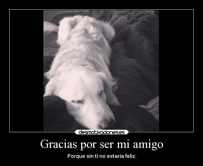 carteles felicidad sentimientos vida amor animales perros desmotivaciones