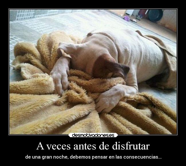 carteles fiesta humor resaca perro noche desmotivaciones