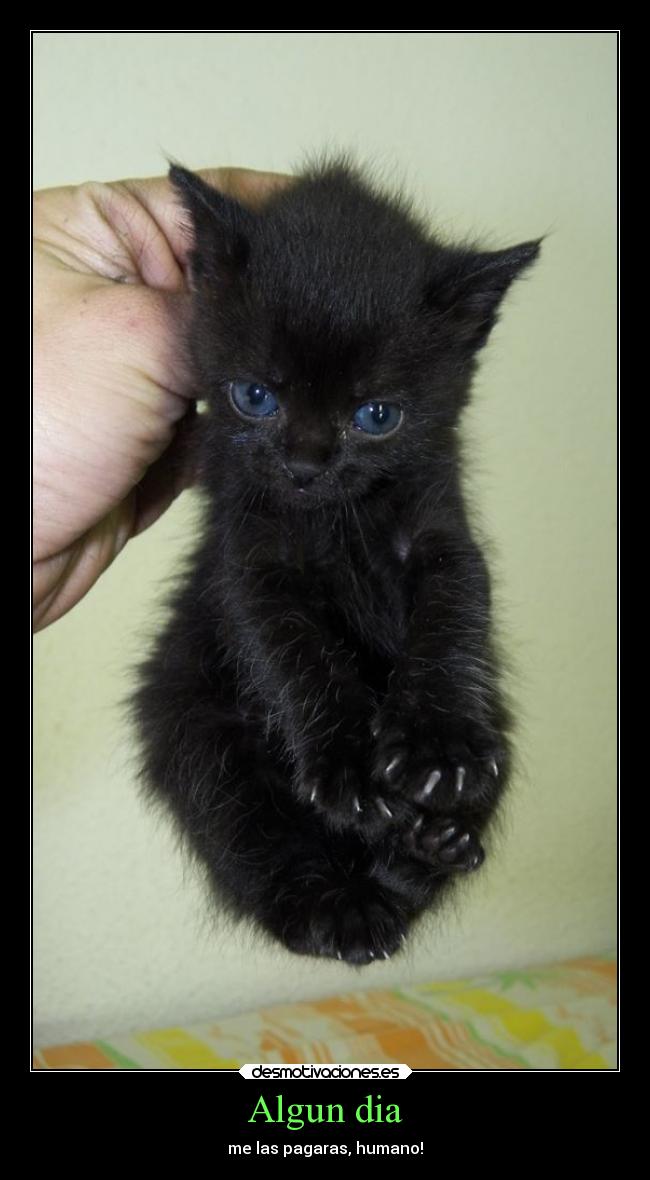 Algun dia - me las pagaras, humano!