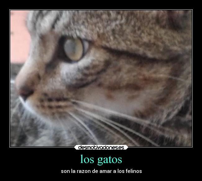 carteles gatos animales desmotivaciones