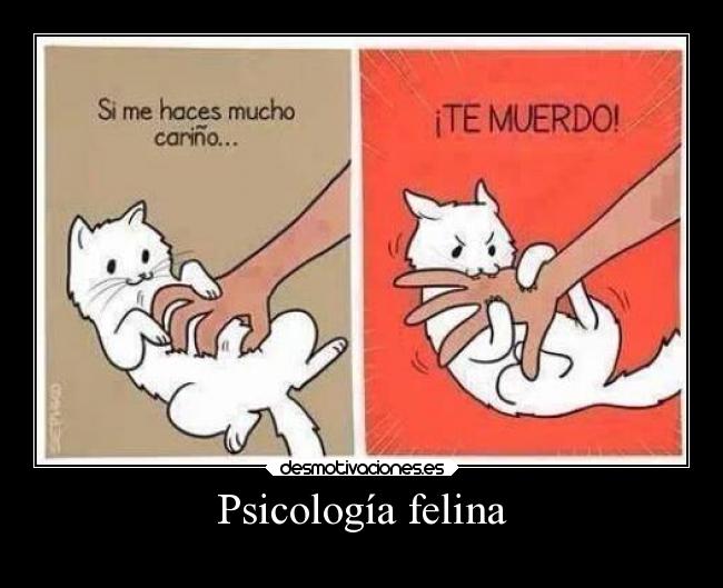 Psicología felina - 