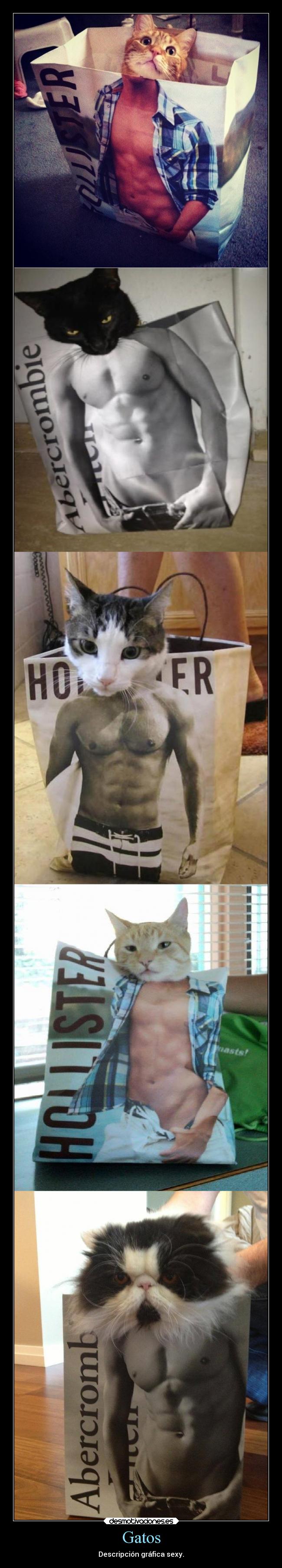 Gatos - Descripción gráfica sexy.