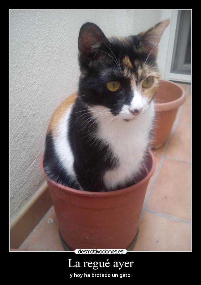 La regué ayer - y hoy ha brotado un gato.