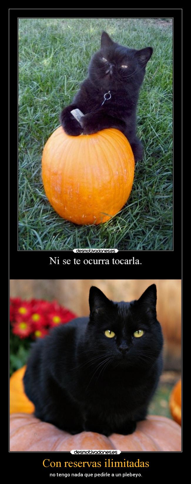 carteles gatos humor slipkdemon clandesplazado negros calabazas desmotivaciones