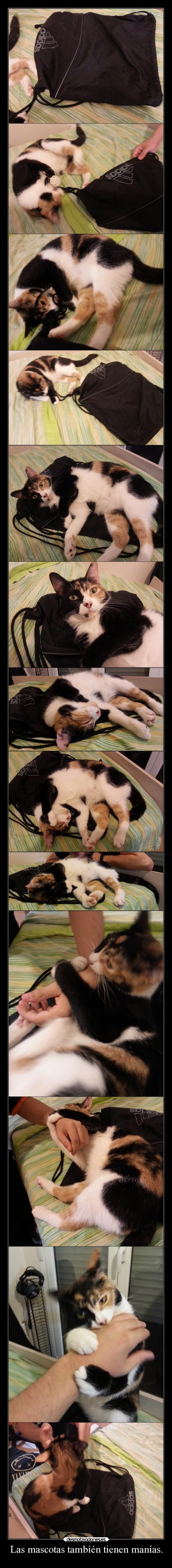 Las mascotas también tienen manías. - 