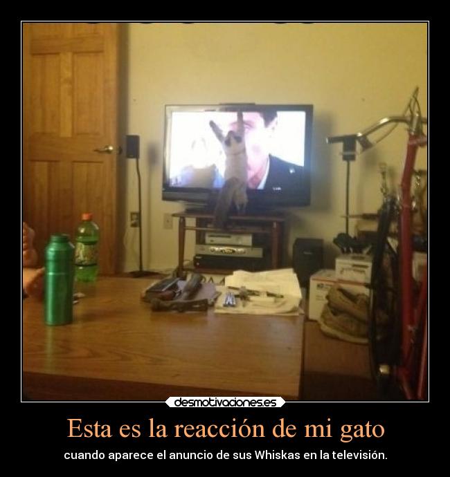 Esta es la reacción de mi gato -