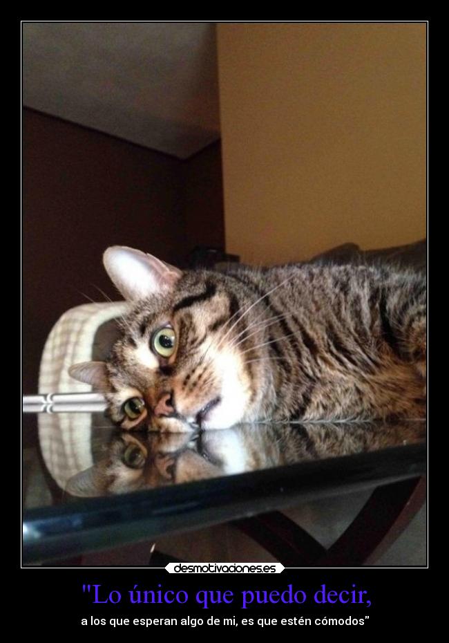 carteles gatos ideas animales desmotivaciones