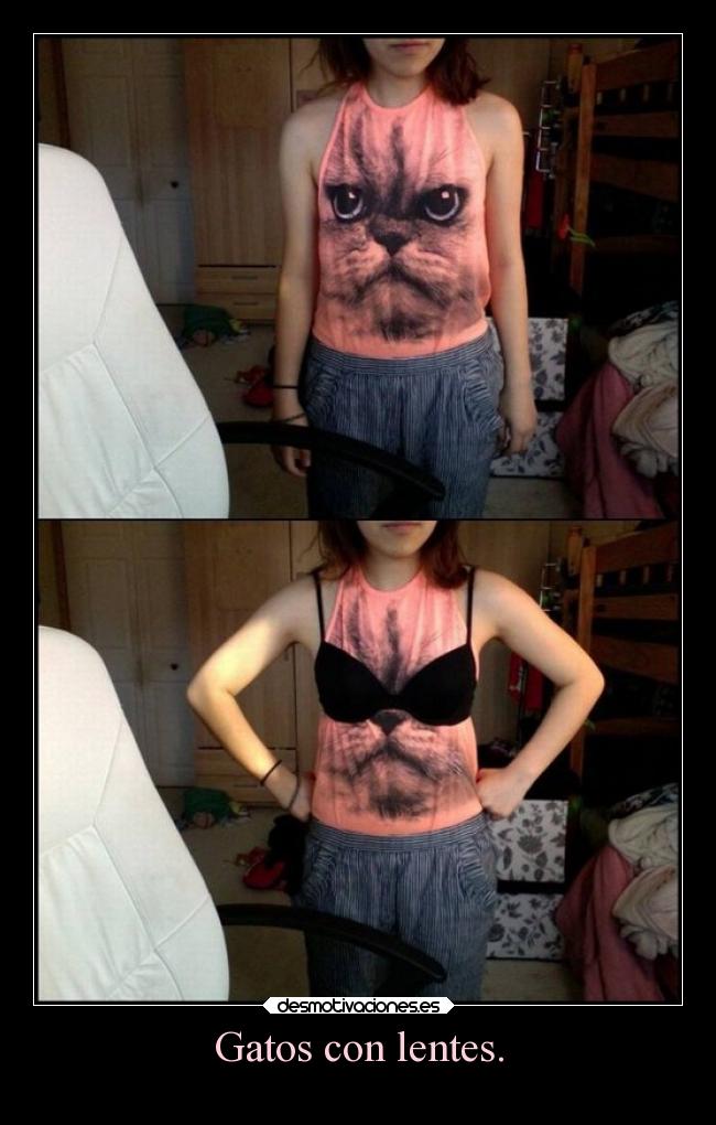 Gatos con lentes. -