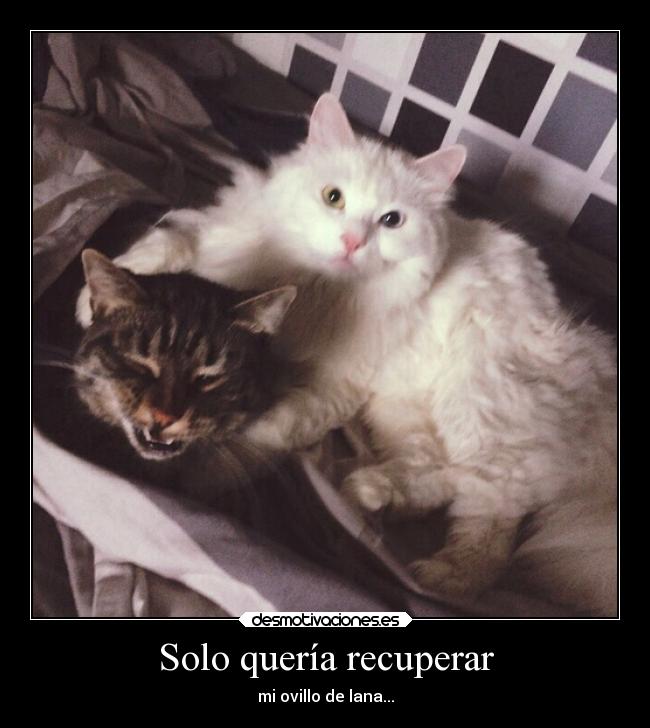 carteles gatos recuperar ovillo lana motivadoradesmotivadora16 desmotivaciones