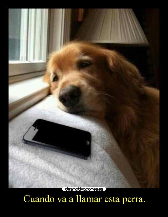 Cuando va a llamar esta perra. - 