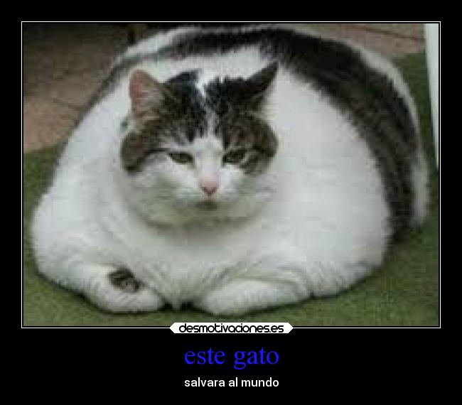 este gato - 