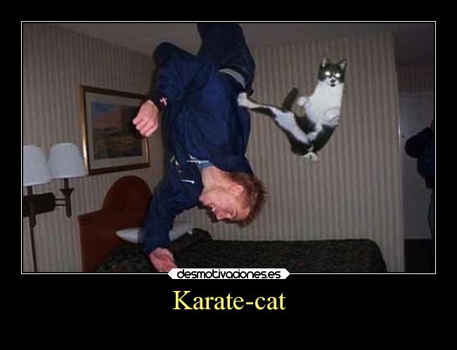 Karate-cat - 