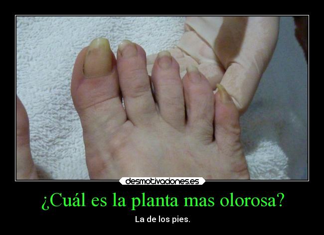 ¿Cuál es la planta mas olorosa? - La de los pies.