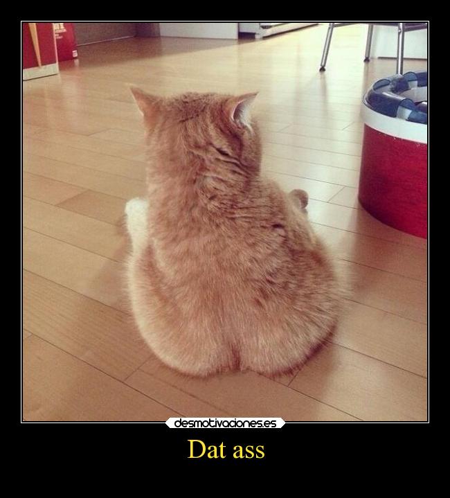 carteles humor gatos slipkdemon clandesplazado esodiria walt trasero retaguardia desmotivaciones