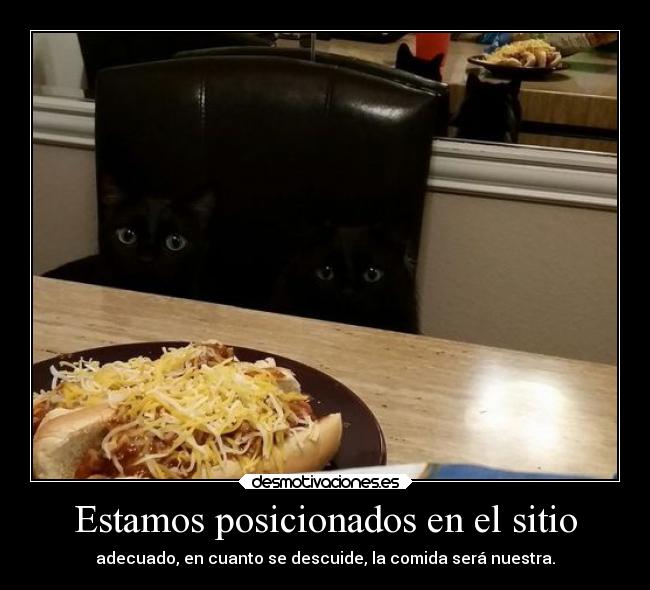carteles humor graciosas comida gatitos rilacs desmotivaciones