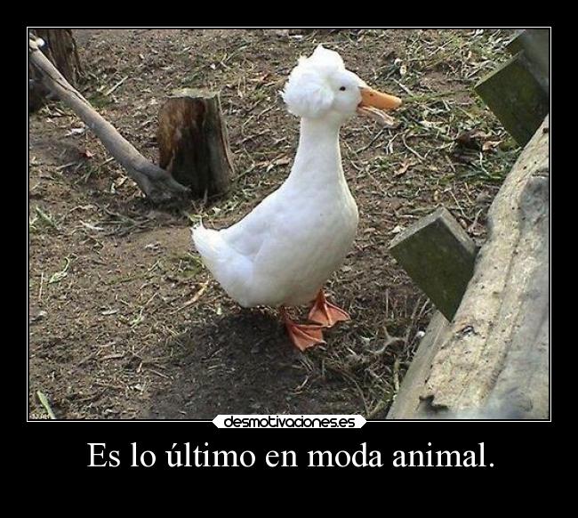 Es lo último en moda animal. - 