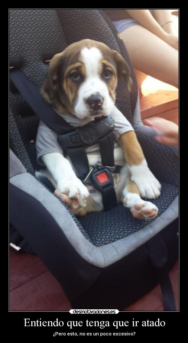 carteles humor perro sillita ninos desmotivaciones